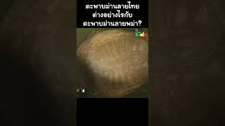 "ตะพาบม่านลาย" ไทย VS พม่า ต่างกันอย่างไร #Shorts