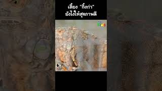 เลี้ยงกิ้งก่ายังไงให้สุขภาพดี #Shorts