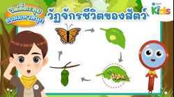 วัฏจักรชีวิตของสัตว์ | วิดดี้ตะลุยเกมมหาสนุก