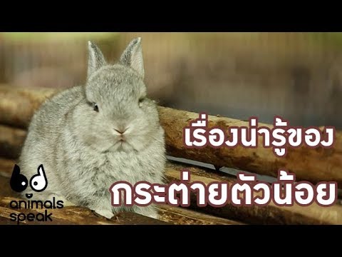 เรื่องน่ารู้ของกระต่ายตัวน้อย : Animals Speak