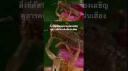 #สำรวจโลก #สารคดี #animals #doxzilla #สารคดีพากย์ไทย #nature