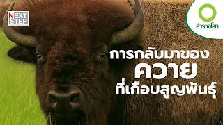 ทำอย่างไรให้ไบซันที่เกือบสูญพันธุ์ กลับมาอีกครั้ง | สารคดี สำรวจโลก
