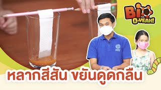 หลากสีสัน ขยันดูดกลืน | Bio O-YEAH!