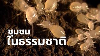 สารคดี สำรวจโลก ตอน ชุมชนในธรรมชาติ
