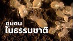 สารคดี สำรวจโลก ตอน ชุมชนในธรรมชาติ