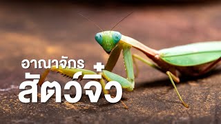 สารคดีสำรวจโลก ตอน อาณาจักรสัตว์จิ๋ว