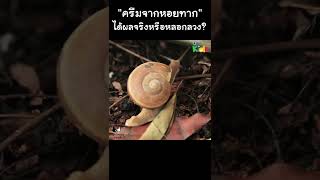 "ครีมจากหอยทาก" ได้ผลจริงไหม? #Short