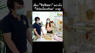 วิธีเลี้ยง "ชินชิลลา" ให้น้องไม่เครียด #Shorts