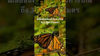 #สารคดี #สำรวจโลก #สารคดีสัตว์ #doxzilla #สารคดีสัตว์โลก #ผีเสื้อ