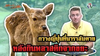 สงสาร กวางญี่ปุ่นที่นาราล้มตาย หลังกินพลาสติกจากขยะ นทท