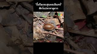 กลม ๆ กลิ้ง ๆ เหมือนที่เห็นในการ์ตูน #Shorts