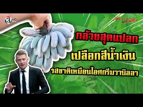 พาชิมกล้วยสุดแปลก เปลือกสีน้ำเงิน รสชาติเหมือนไอศกรีมวานิลลา