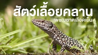 สารคดี สำรวจโลก ตอน สัตว์เลื้อยคลาน เพชฌฆาตเลือดเย็น