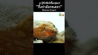 กิ้งก่ามังกรเครา สัตว์เลี้ยงสุดเท่ #shorts