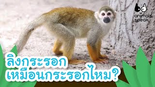 ลิงกระรอก เหมือนกระรอกไหม? | Animals Speak [Mahidol Kids]