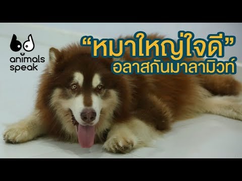 อลาสกัน มาลามิวท์ หมาใหญ่ใจดี : Animals Speak [by Mahidol]