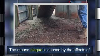 News Words: Plague