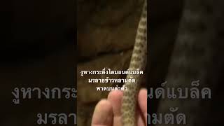ดูสารคดีเต็มกด Created from @nextstepwave #doxzilla #สารคดี #สำรวจโลก #งูหางกระดิ่ง