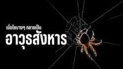 นักล่าในเงามืด ความลับของแมงมุมที่คุณไม่เคยรู้ | สารคดี สำรวจโลก ตอน นักล่าแปดขา