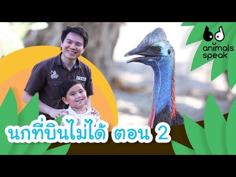 นกที่บินไม่ได้ ตอน 2 | Animals Speak [by Mahidol Kids]