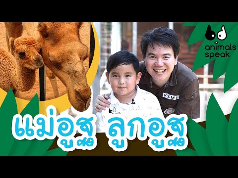 แม่อูฐ ลูกอูฐ | Animals Speak [by Mahidol Kids]