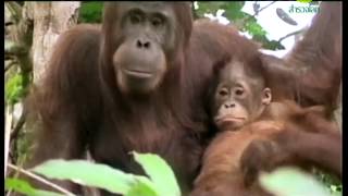 สารคดี สำรวจโลก ตอน สัตว์น้อยในป่าใหญ่ - ลิง