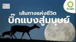 การเดินทางของสิ่งมีชีวิต | สารคดี สำรวจโลก