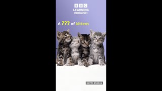 Collective nouns for animals - BBC Learning English