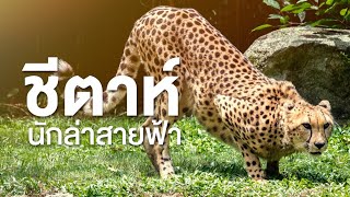 สารคดี สำรวจโลก ตอน ชีตาห์นักล่าสายฟ้า