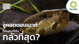 อสรพิษแห่งหนองน้ำ ที่ไม่มีใครอยากเข้าใกล้ | สารคดี สำรวจโลก