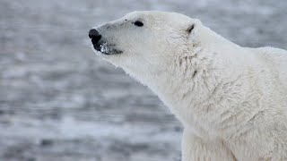 สารคดี สำรวจโลก ตอน โลกของหมี