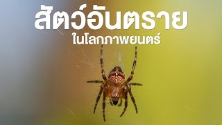 สารคดี สำรวจโลก ตอน สัตว์อันตรายในโลกภาพยนตร์ - เขย่าขวัญจอภาพยนตร์กับเพชฌฆาตแปดขา