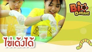 ไข่เด้งได้ | Bio O-YEAH! [by Mahidol Kids]