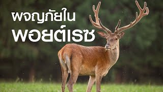 สารคดี สำรวจโลก ตอน ผจญภัยในพอยต์เรซ