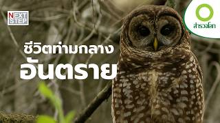 ลึกลับ ใกล้สูญพันธุ์ พวกมันจะเอาชีวิตรอดได้อย่างไร | สารคดี สำรวจโลก