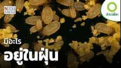 ฝุ่น สารก่อภูมิแพ้ และอนุภาคอันตรายถึงชีวิต | สารคดี สำรวจโลก