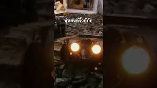 #สำรวจโลก #doxzilla #สารคดี #science #สารคดีสัตว์ #สารคดีสั้น #สารคดีสัตว์โลก