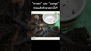 “คางคก” และ “แมงมุม” ป่วยแล้วรักษาอย่างไร? #Shorts