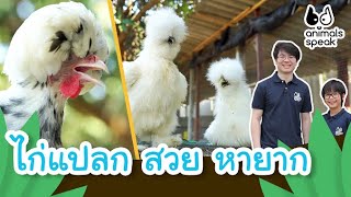 ไก่แปลก สวย หายาก | Animals Speak