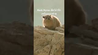 #Rockhyrax #สำรวจโลก #doxzilla #สารคดีสัตว์โลก #ชีวิตสัตว์โลก