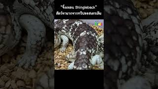 “จิ้งเหลน Shingleback” สัตว์หายากจากทวีปออสเตรเลีย #Shorts
