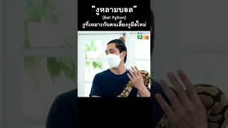 "งูหลามบอล" งูที่เหมาะกับมือใหม่ #Shorts