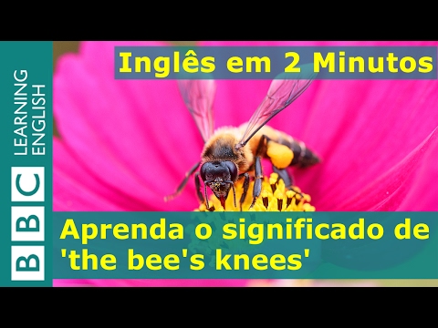Inglês em 2 Minutos: The bee's knees (de qualidade excepcional)