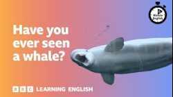 Have you ever seen a whale? ⏲️ 6 Minute English