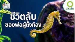 ทำไมม้าน้ำเพศผู้ถึงเป็นฝ่ายตั้งท้อง? | สารคดี สำรวจโลก ตอน ความลับของพ่อผู้ตั้งท้อง