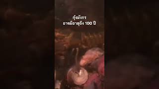 ดูสารคดีเต็ม กด Created from @nextstepwave #สำรวจโลก #doxzilla #สารคดี #กุ้งล็อบสเตอร์