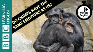 Do chimps have the same emotions as us? - Listen to 6 Minute English