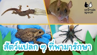 สัตว์แปลก ๆ ที่พามารักษา | Animals Speak [Mahidol Kids]