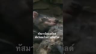 ดูสารคดีเต็ม กด Created from @nextstepwave #สำรวจโลก #doxzilla #สารคดี