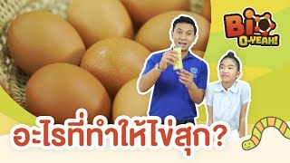 อะไรที่ทำให้ไข่สุก? | Bio O-YEAH!